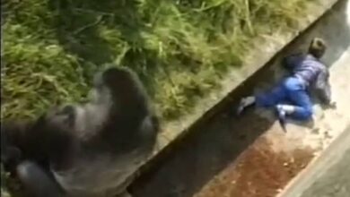 Levan Merritt was aged five and on the first day of a family holiday in Jersey when he slipped trying to get a better view of Jambo the 18 stone gorilla and fell 20ft down into the pit at the zoo