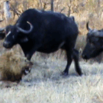 Buffaloes Stop Lions From Killing Rival Lion