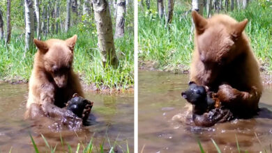 Trail Camera Catches Bear Cub Taking A Bath With A Toy Bear