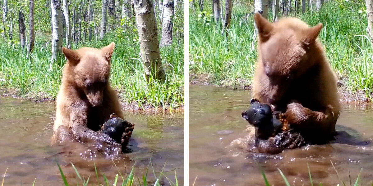 Trail Camera Catches Bear Cub Taking A Bath With A Toy Bear