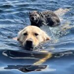 Kind Dog Gives Stranded Woodchuck A Ride Back To Shore