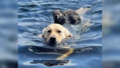 Kind Dog Gives Stranded Woodchuck A Ride Back To Shore