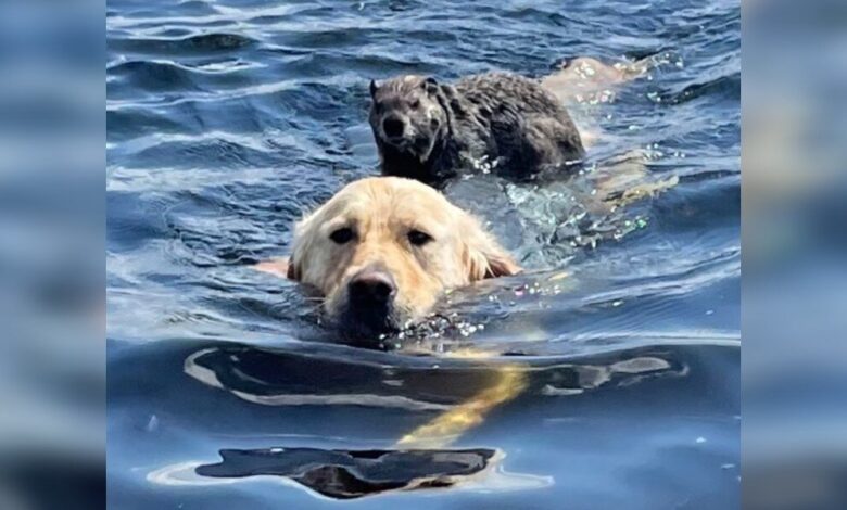 Kind Dog Gives Stranded Woodchuck A Ride Back To Shore