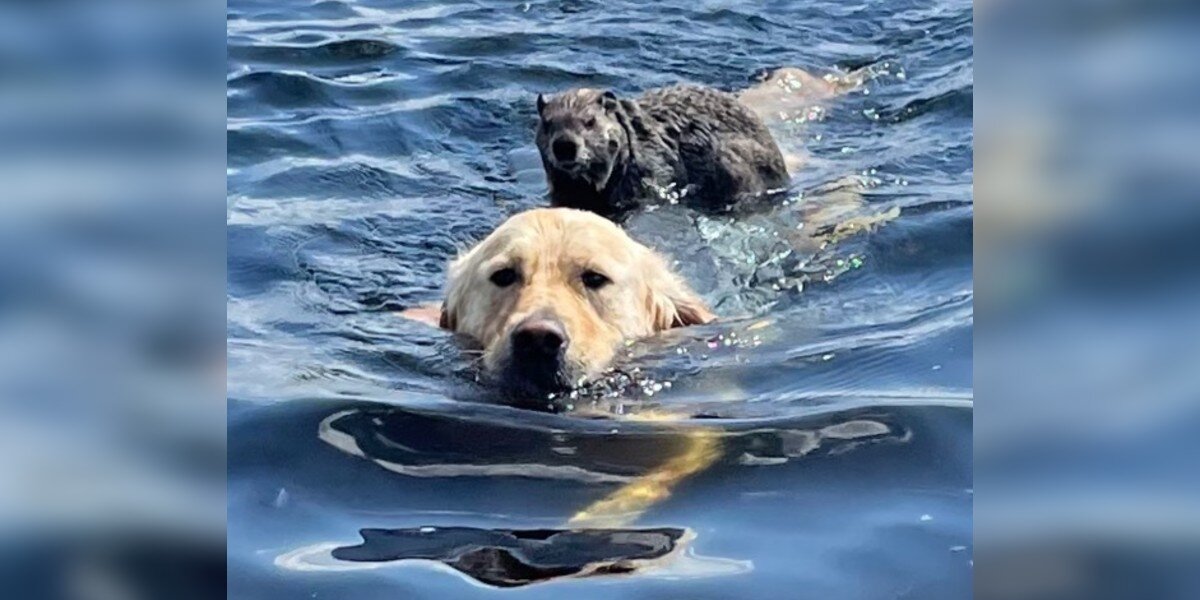 Kind Dog Gives Stranded Woodchuck A Ride Back To Shore