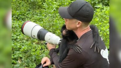 Monkey Immediately Recognizes Guy Who Helped Her 2 Years Later