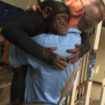 Chimp Who Spent Years Chained To A Tree Hugs The Man Who Saved Her