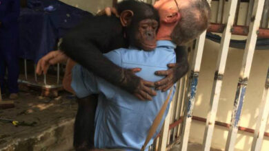 Chimp Who Spent Years Chained To A Tree Hugs The Man Who Saved Her