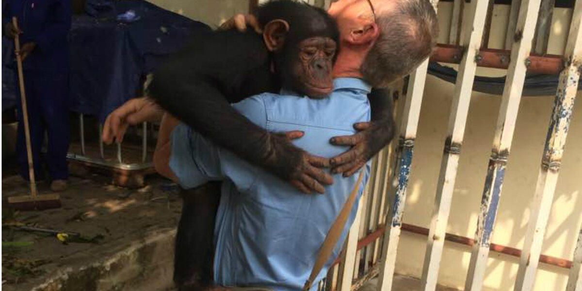 Chimp Who Spent Years Chained To A Tree Hugs The Man Who Saved Her