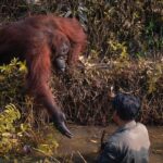 Wild Orangutan Reaches Out Her Hand To Man Stuck In Mud