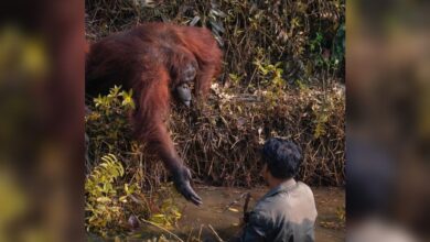Wild Orangutan Reaches Out Her Hand To Man Stuck In Mud