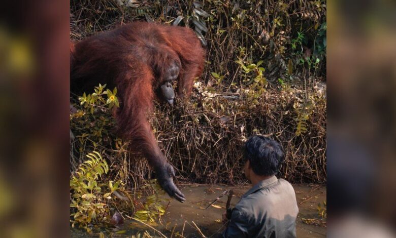 Wild Orangutan Reaches Out Her Hand To Man Stuck In Mud