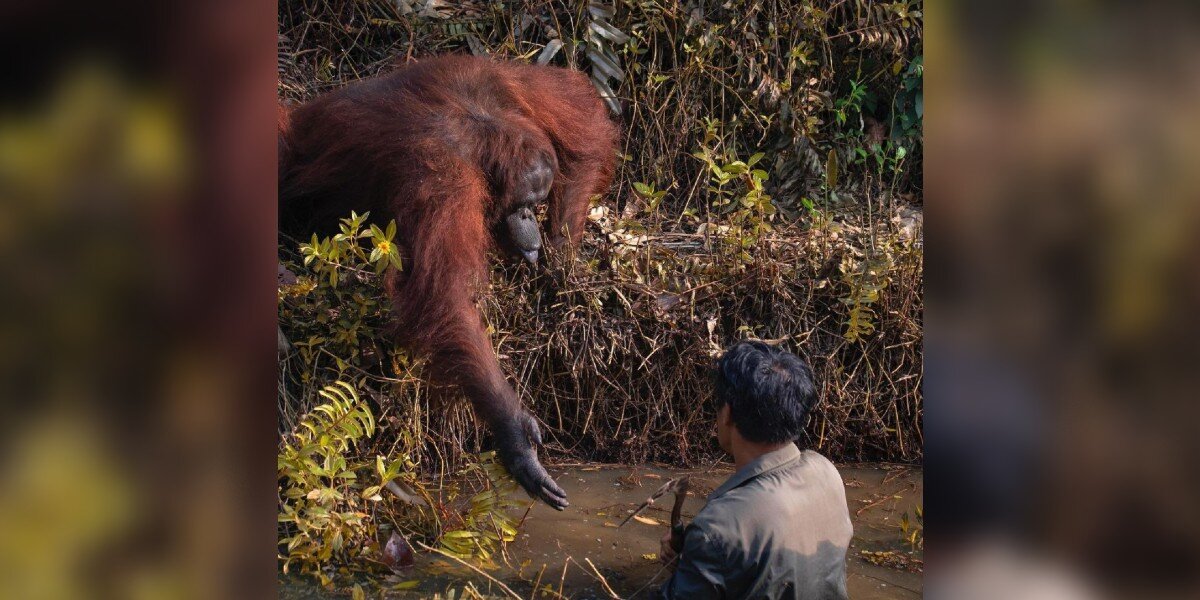 Wild Orangutan Reaches Out Her Hand To Man Stuck In Mud