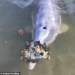 Mystique brings gifts to volunteers at the Barnacles Café and Dolphin Feeding centre on Queensland's Cooloola Coast