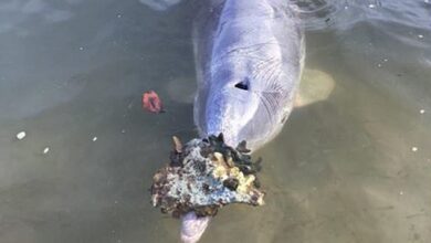 Mystique brings gifts to volunteers at the Barnacles Café and Dolphin Feeding centre on Queensland's Cooloola Coast