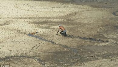 This is the inspiring moment an impala was rescued after being trapped in deep mud by a brave gamekeeper