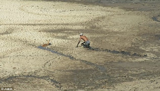 This is the inspiring moment an impala was rescued after being trapped in deep mud by a brave gamekeeper