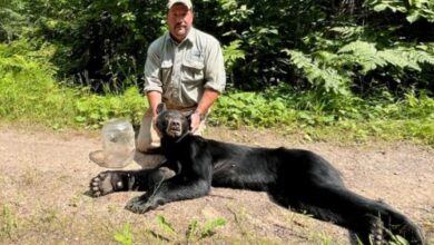 Bear freed after getting its head stuck in a jar – unclear if it contained honey