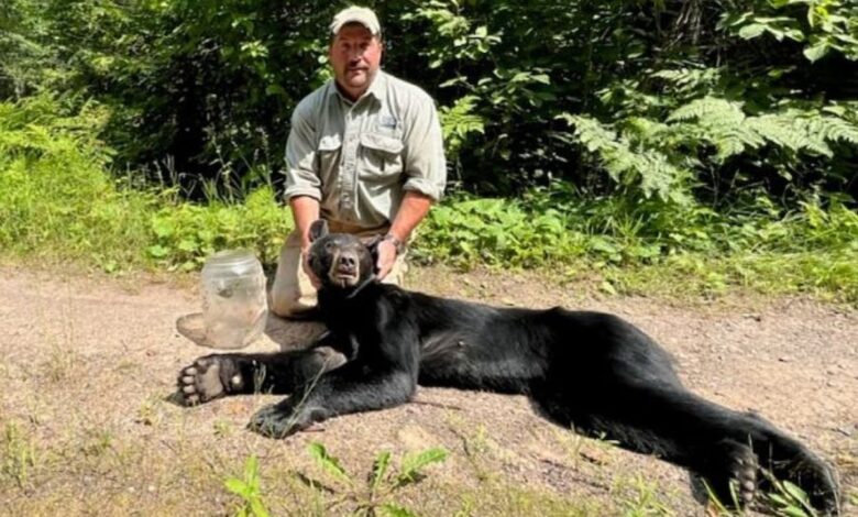 Bear freed after getting its head stuck in a jar – unclear if it contained honey