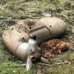 Heartbreaking Image of Fawn Nestled Beside Destroyed Target Deer Sparks Online Reflection