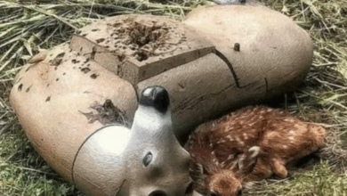 Heartbreaking Image of Fawn Nestled Beside Destroyed Target Deer Sparks Online Reflection