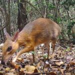 Rabbit-Sized ‘Mouse Deer’ Rediscovered in Vietnam After Being Lost to Science Since 1990