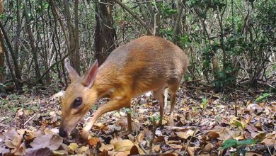 Rabbit-Sized ‘Mouse Deer’ Rediscovered in Vietnam After Being Lost to Science Since 1990