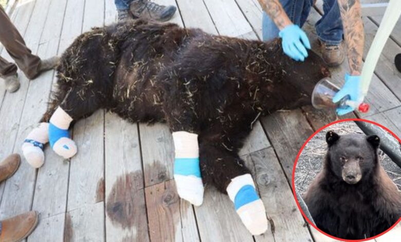 severely burned bear