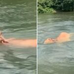 drowning cow