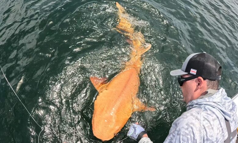 A photograph of an orange shark with xanthism caught on a line next to a boat.