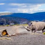 Watch Rhino Defensive Warning Stab At Lion