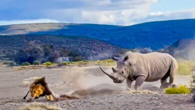 Watch Rhino Defensive Warning Stab At Lion