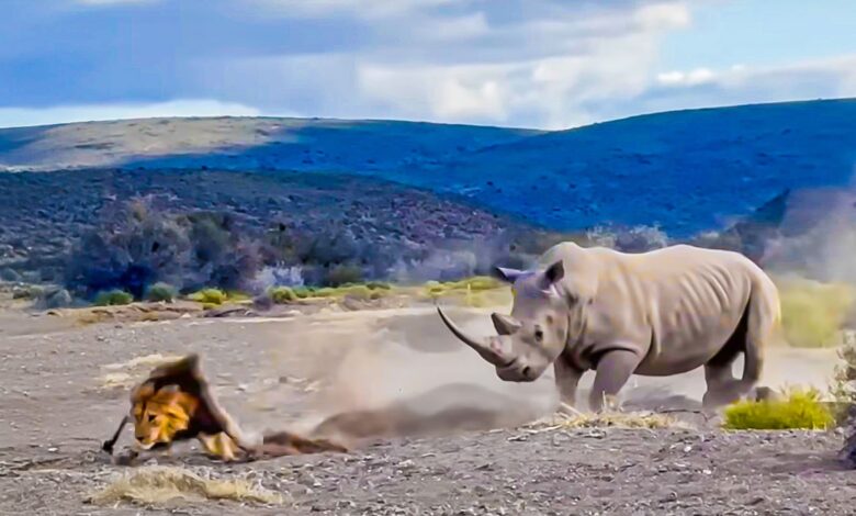 Watch Rhino Defensive Warning Stab At Lion
