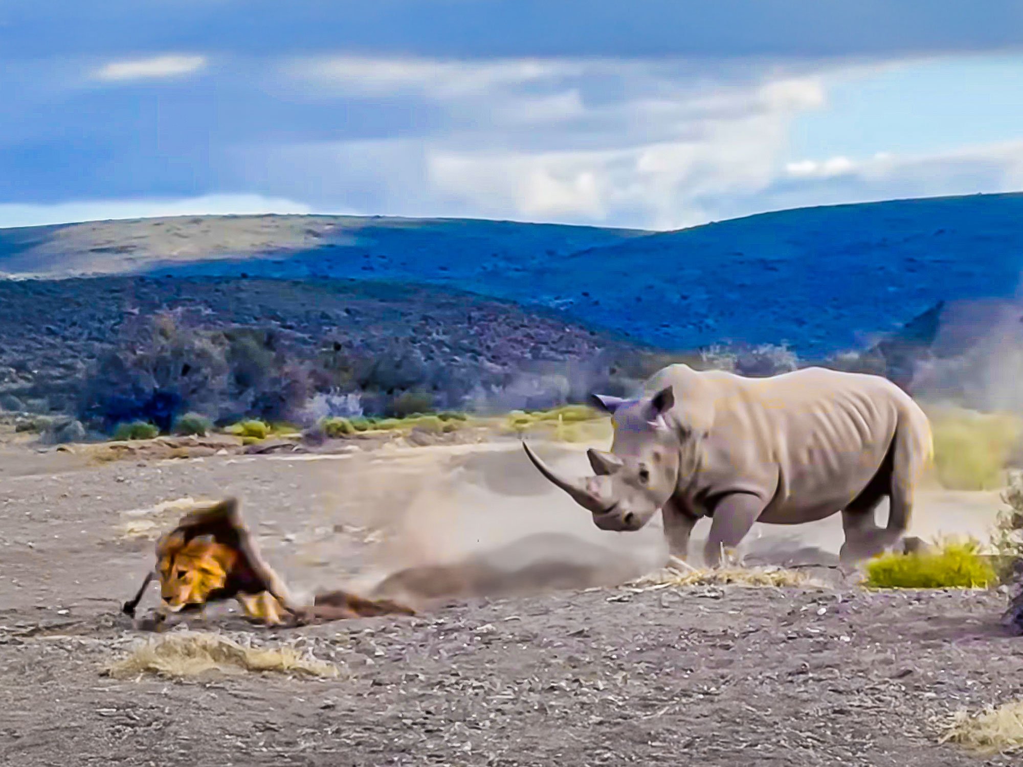 Watch Rhino Defensive Warning Stab At Lion