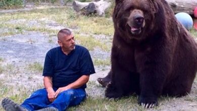 Meet Jimmy the 9 foot orphaned bear who likes to cuddle his owners