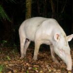 Super-Rare Albino Tapir Photographed in Brazil