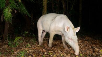 Super-Rare Albino Tapir Photographed in Brazil