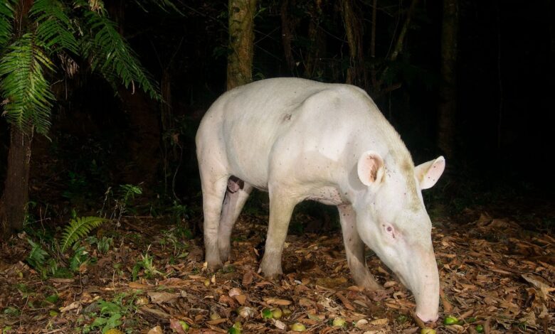 Super-Rare Albino Tapir Photographed in Brazil