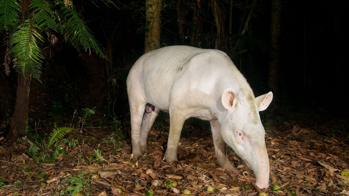 Super-Rare Albino Tapir Photographed in Brazil