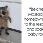 Soaked, Shivering Baby Raccoon Shows Up On Doorstep, Homeowner Leaps Into Wholesome Heroic Action