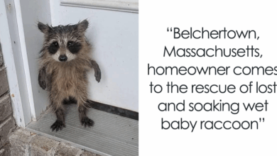 Soaked, Shivering Baby Raccoon Shows Up On Doorstep, Homeowner Leaps Into Wholesome Heroic Action