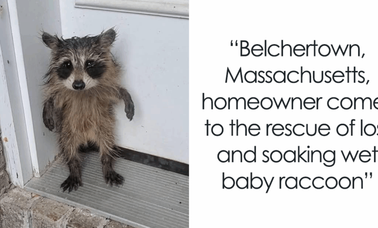 Soaked, Shivering Baby Raccoon Shows Up On Doorstep, Homeowner Leaps Into Wholesome Heroic Action