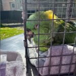 40-Year-Old Parrot Who Waited Alone In House For 2 Weeks Collapses Once She's Safe