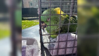 40-Year-Old Parrot Who Waited Alone In House For 2 Weeks Collapses Once She's Safe