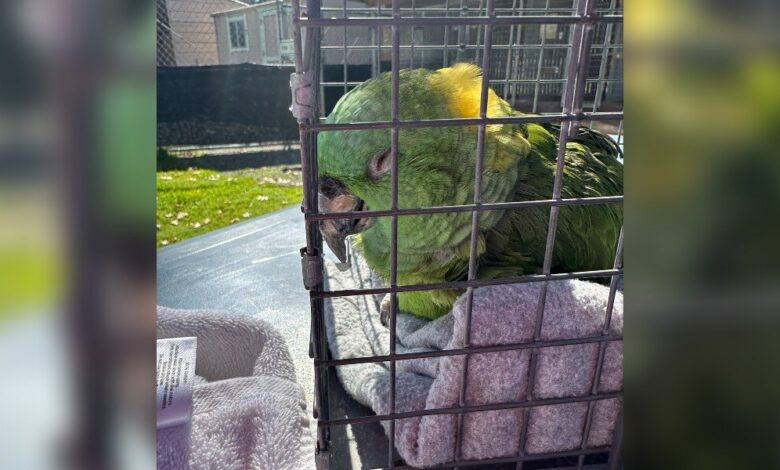 40-Year-Old Parrot Who Waited Alone In House For 2 Weeks Collapses Once She's Safe