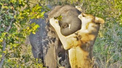 Lone Lioness Tries Hunting Elephant
