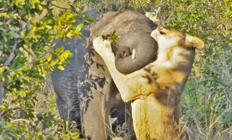 Lone Lioness Tries Hunting Elephant