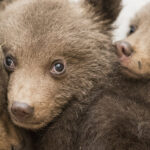 Baby Bear Siblings Saved After Mom Vanishes