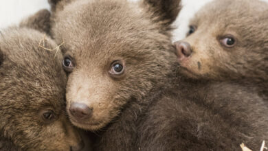 Baby Bear Siblings Saved After Mom Vanishes