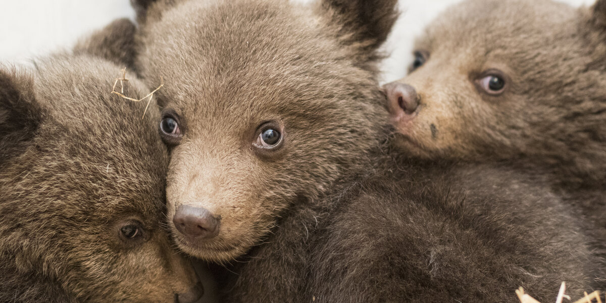 Baby Bear Siblings Saved After Mom Vanishes