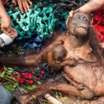 The Moment This Orangutan Knew She And Her Baby Would Be OK